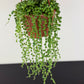 Senecio Rowleyanus