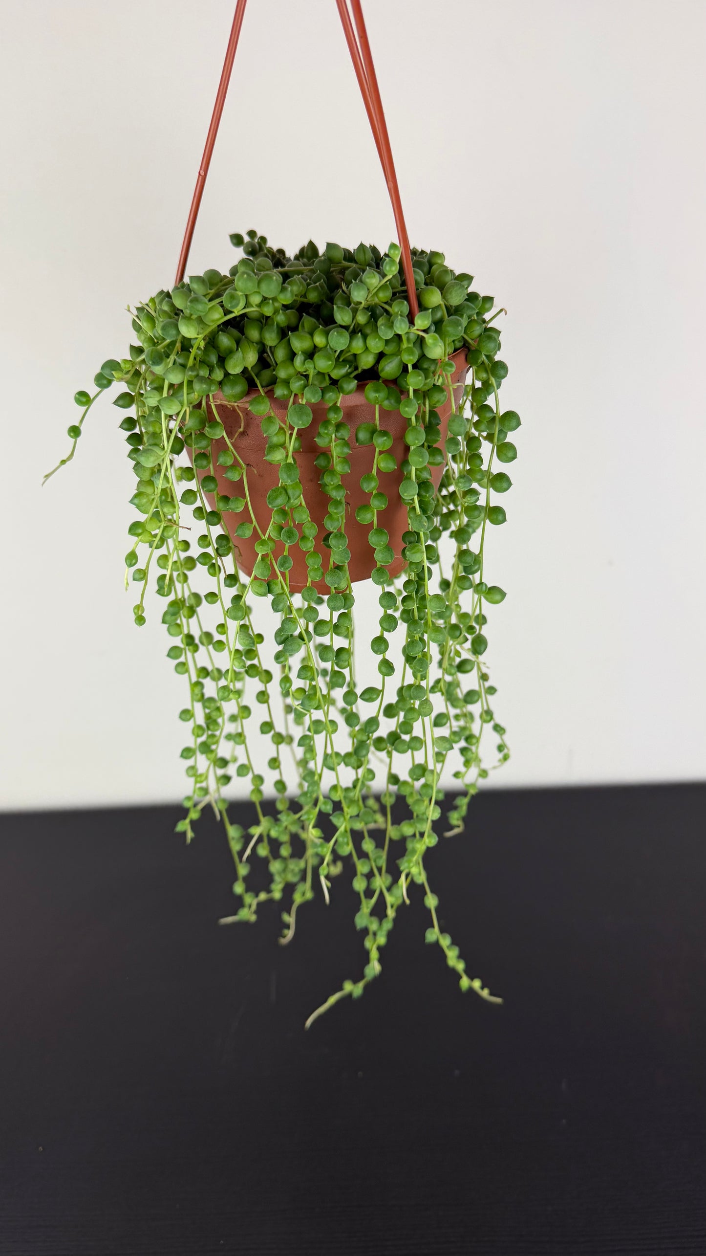 Senecio Rowleyanus
