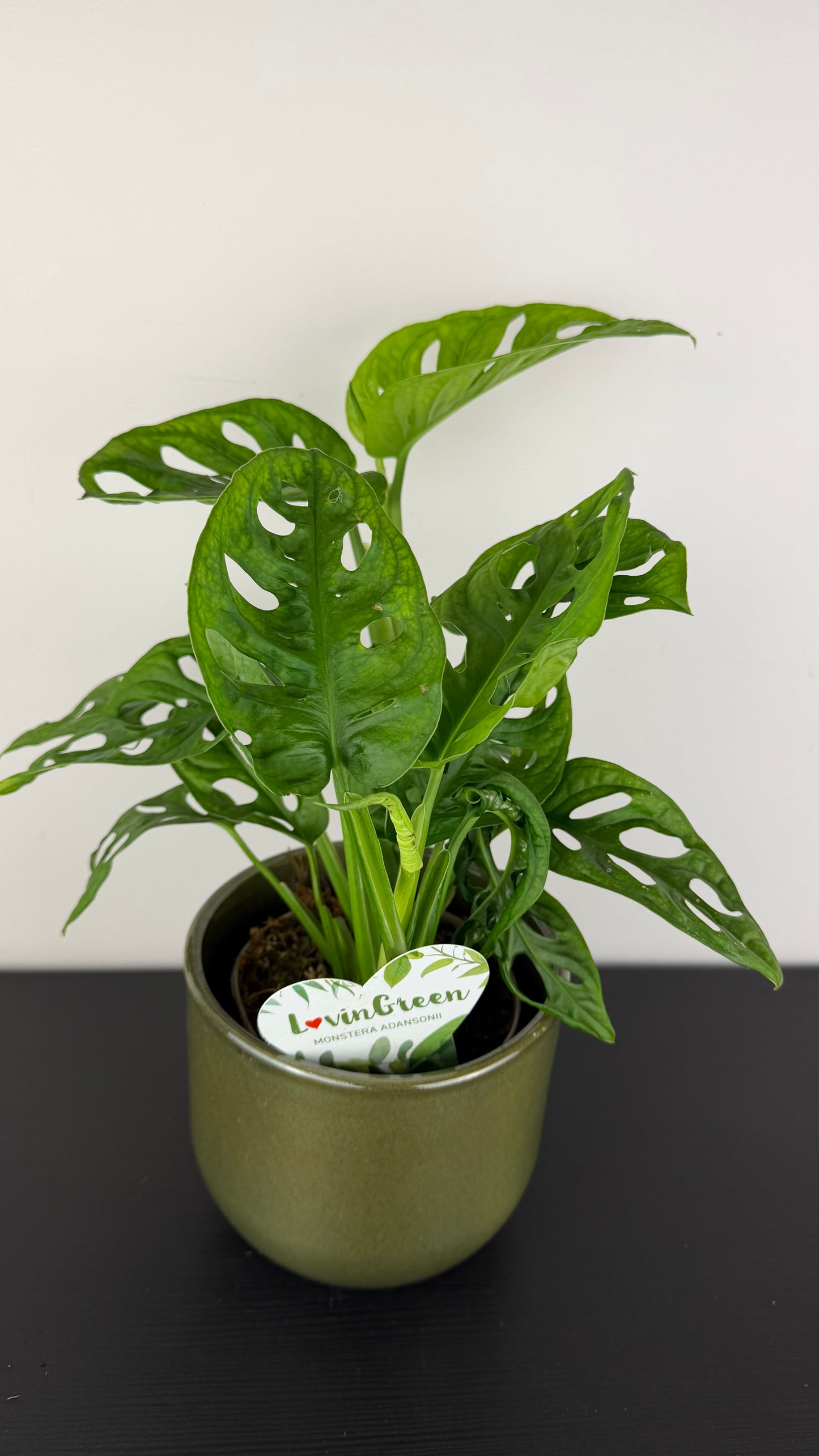 Monstera Adansonii