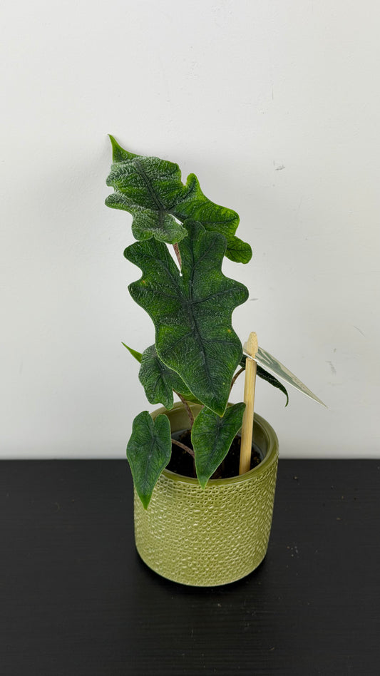 Alocasia Jacklyn