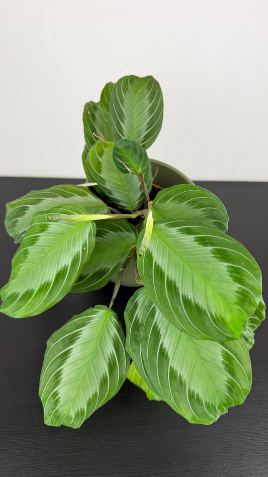 Maranta Grey