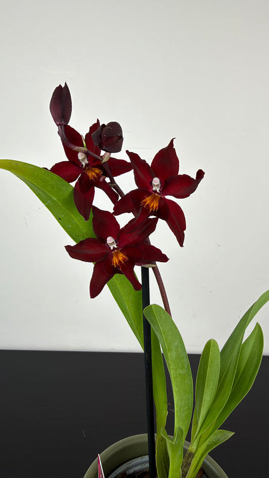 Cambria 6