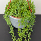 Senecio Herreianus