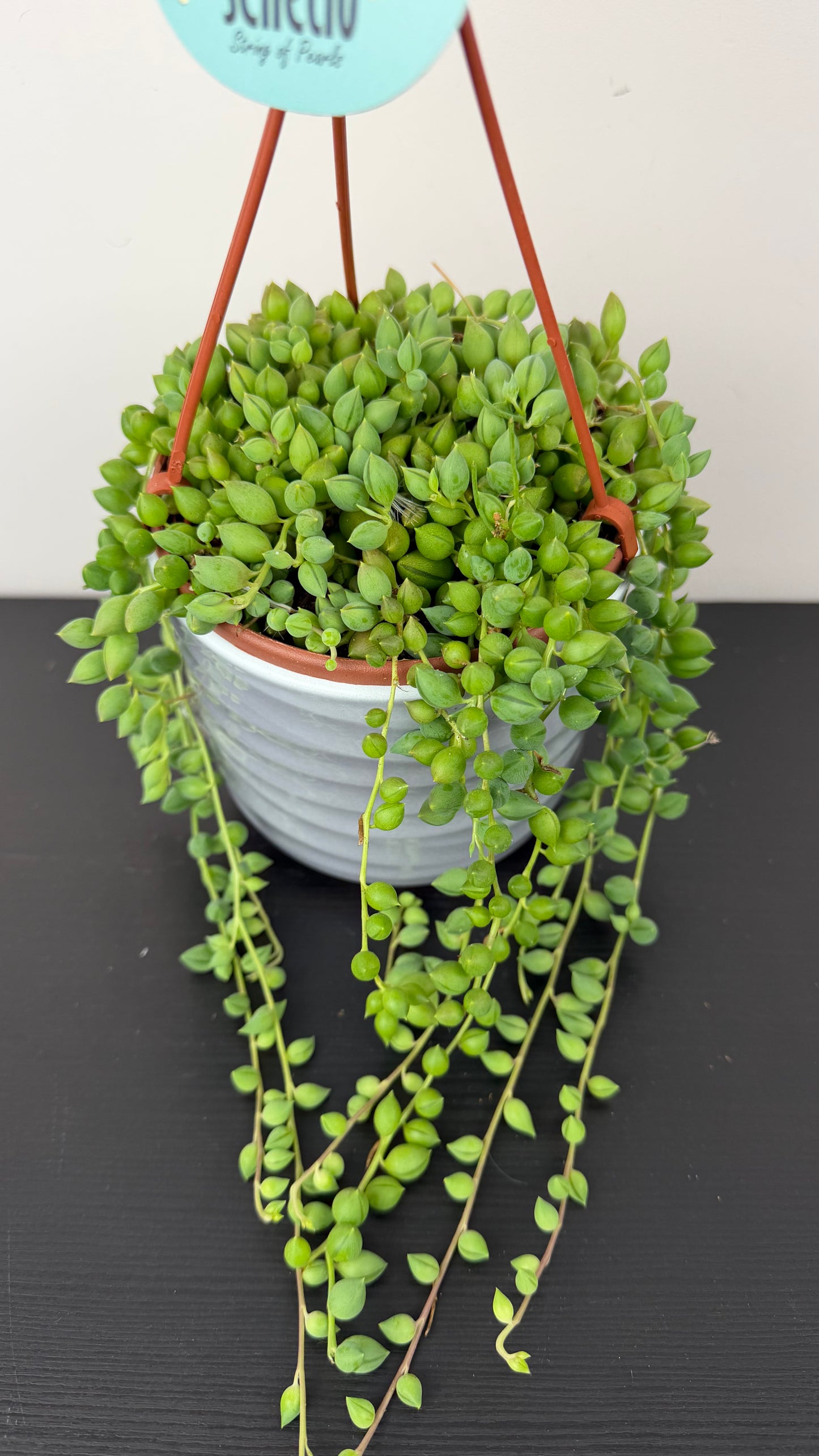 Senecio Herreianus