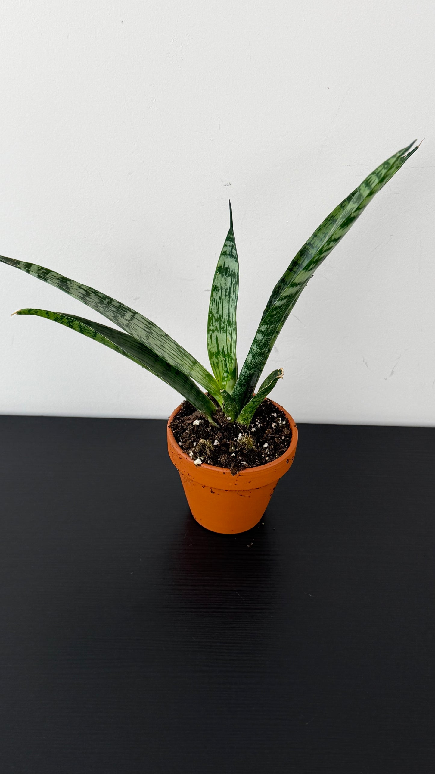 Sansevieria Everest