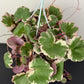 Saxifraga Tricolor