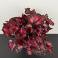 Begonia Beleaf 4