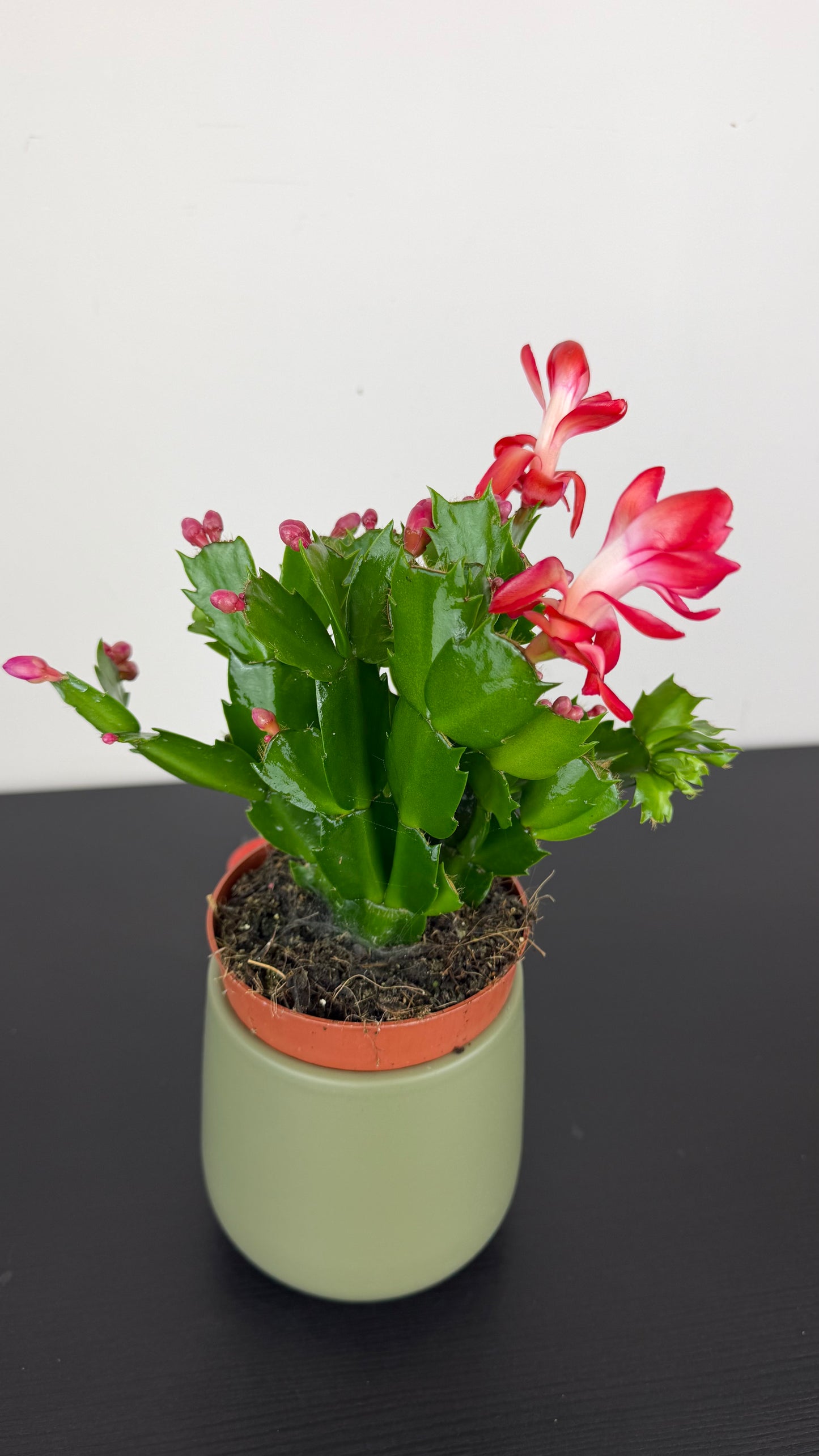 Schlumbergera Red