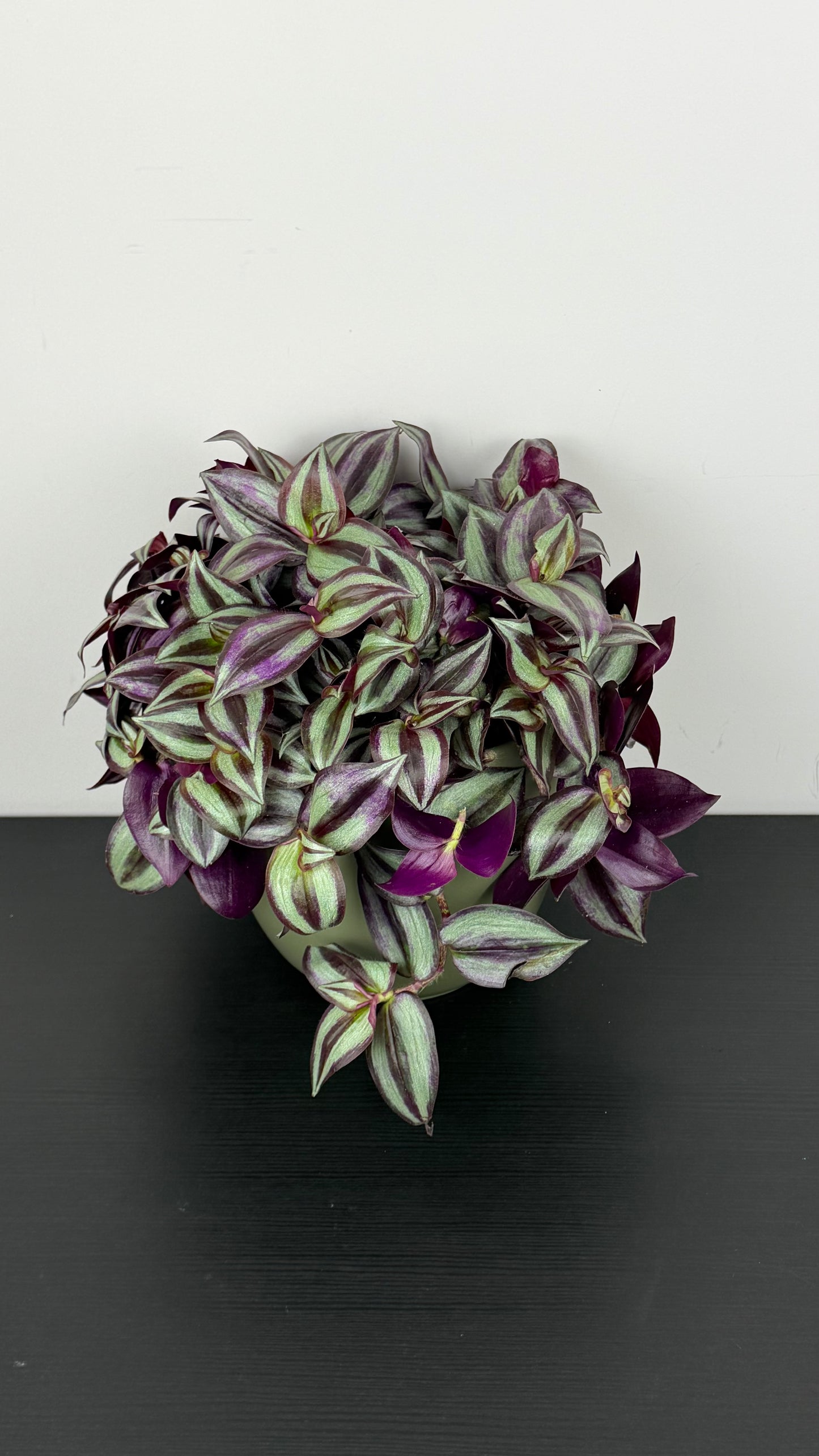 Tradescantia Zebrina purpusii
