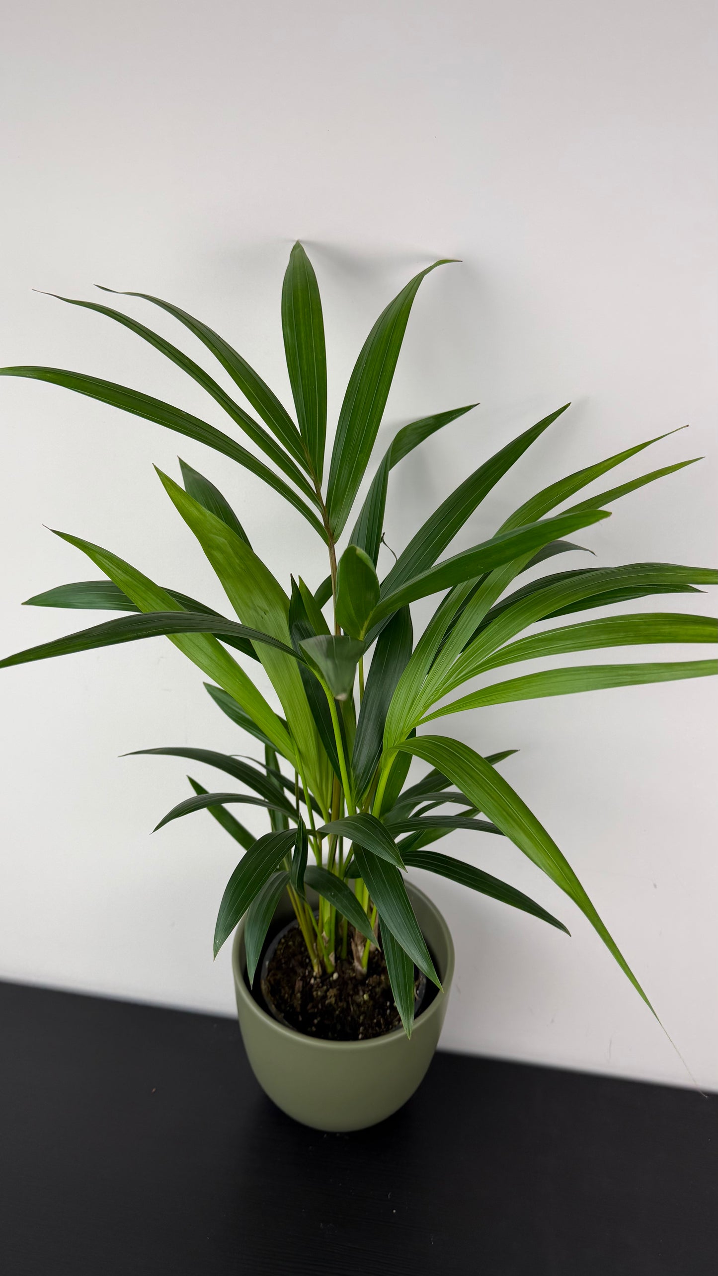 Howea forsteriana