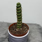 Eulychnia Castanea Spiralis