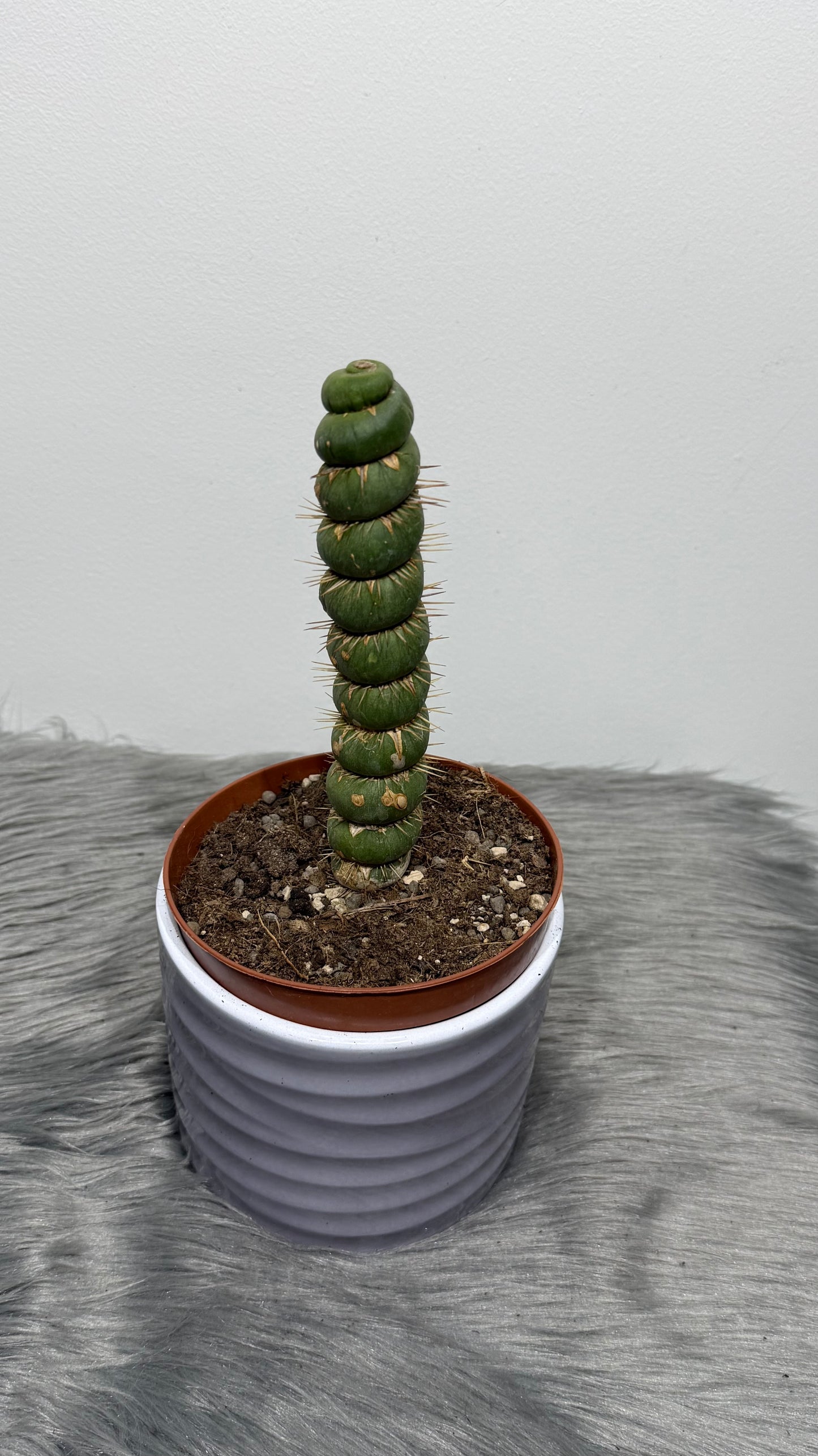 Eulychnia Castanea Spiralis