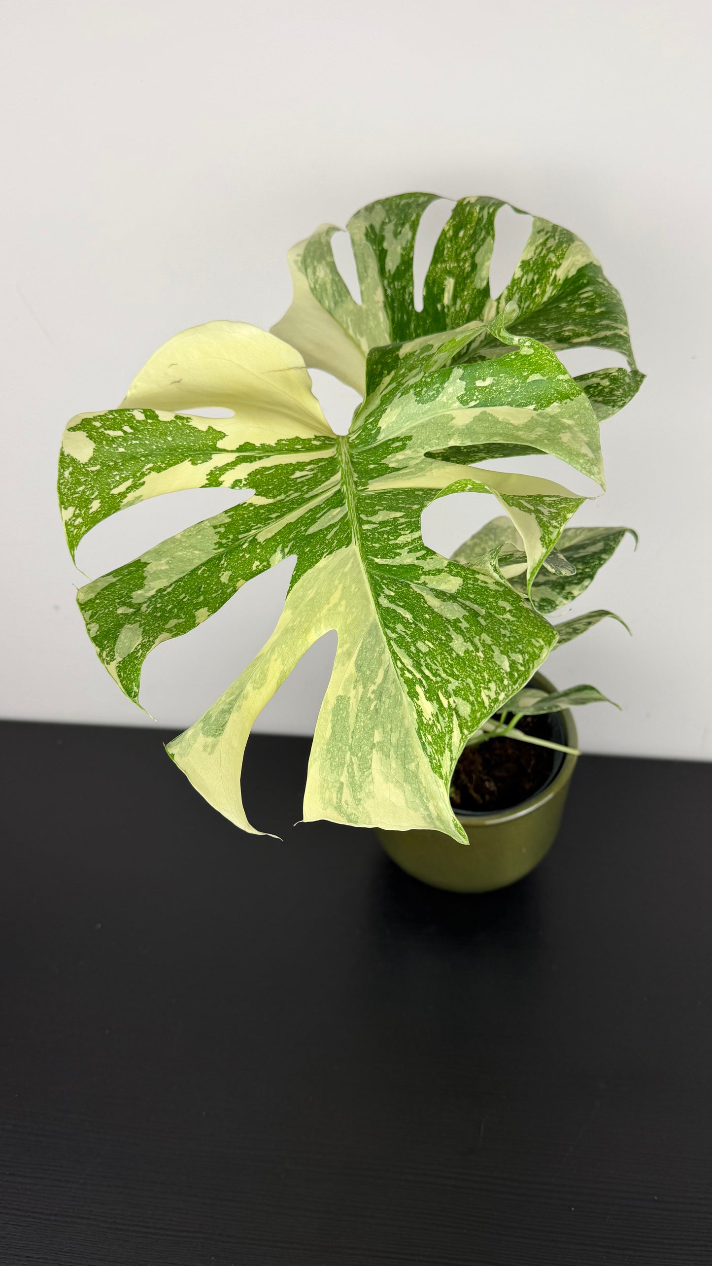 Monstera Thai Constellation