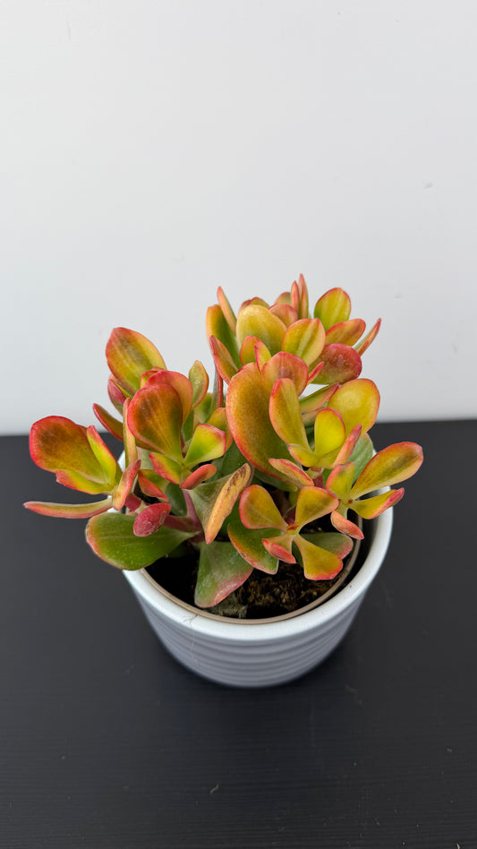 Crassula 4