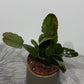 Rhipsalis Rubra