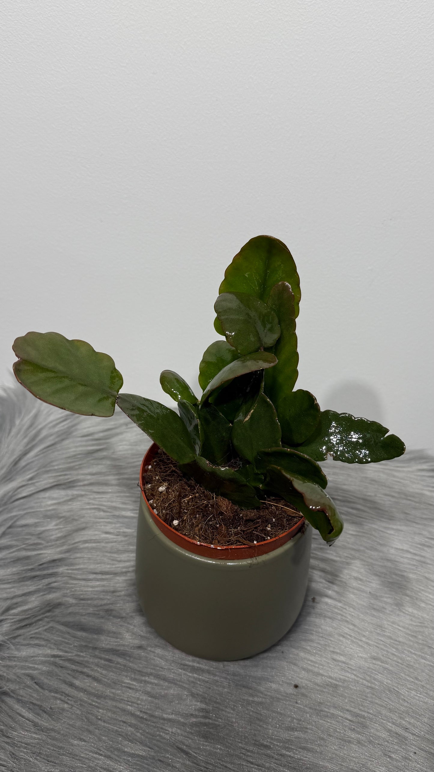 Rhipsalis Rubra