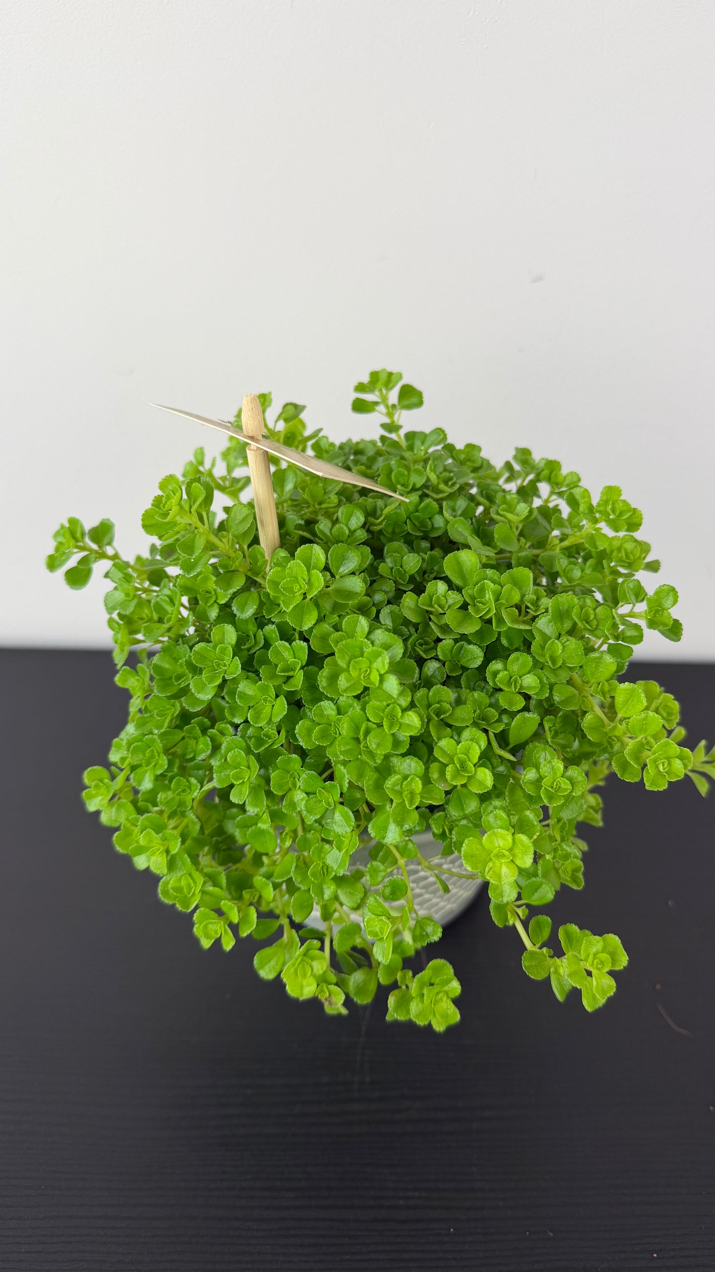 Pilea Depressa