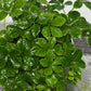 Parthenocissus Sugar Vine