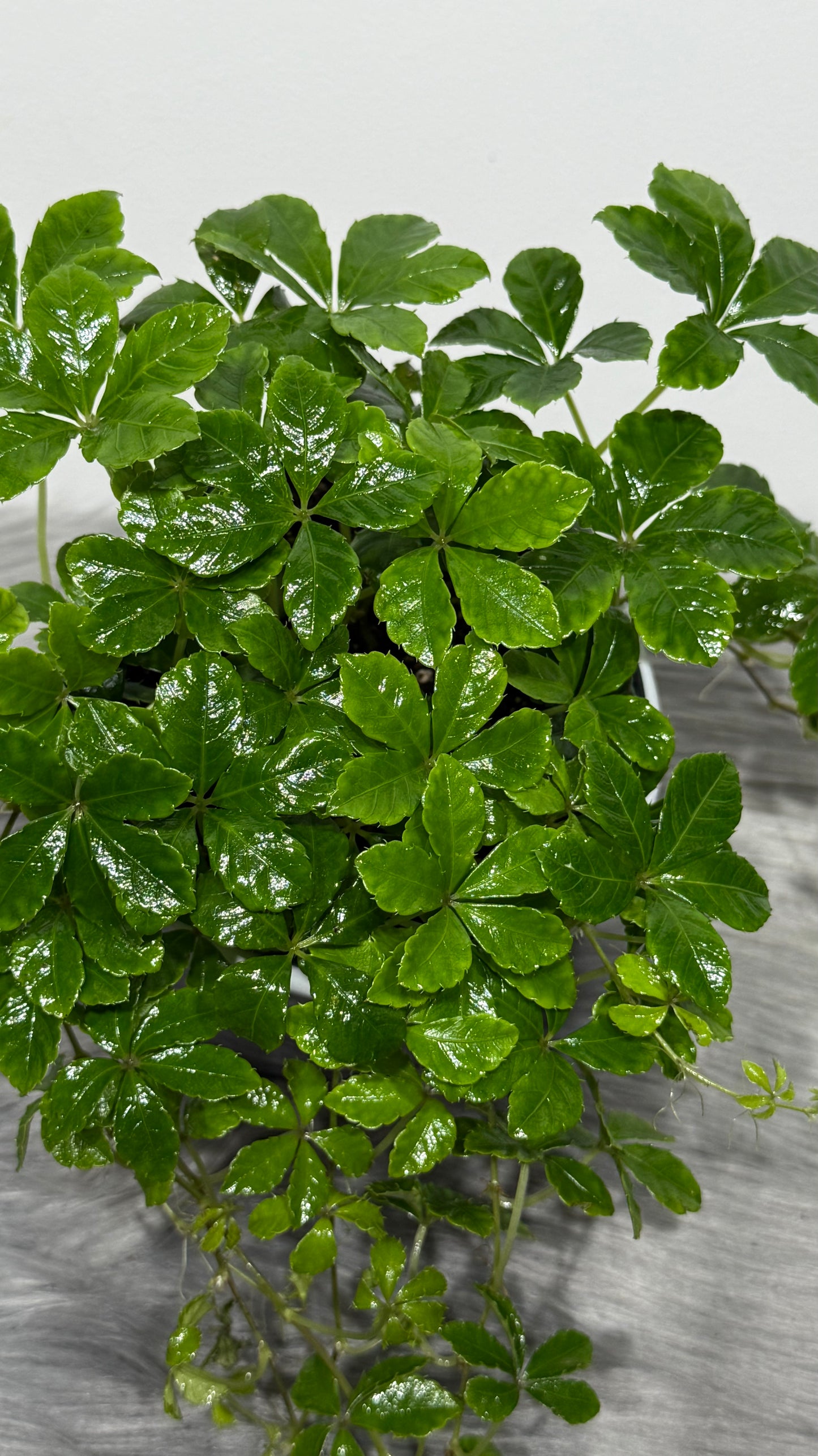 Parthenocissus Sugar Vine