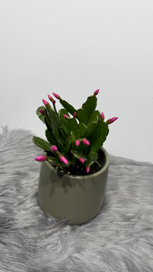 Rhipsalidopsis white pink