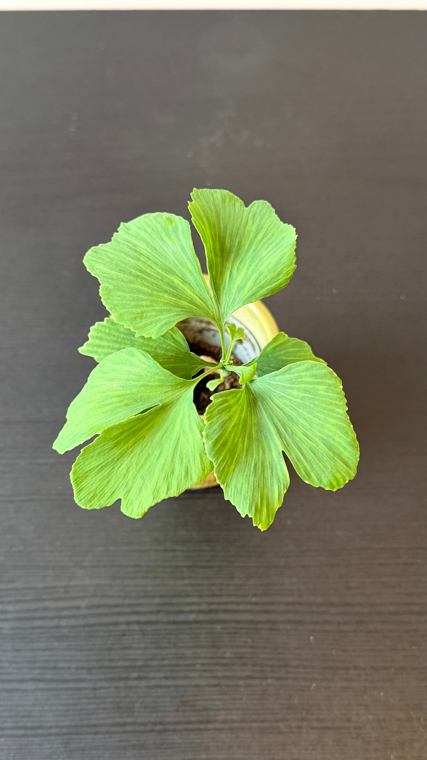 Ginkgo Biloba