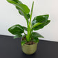 Strelitzia Nicolai