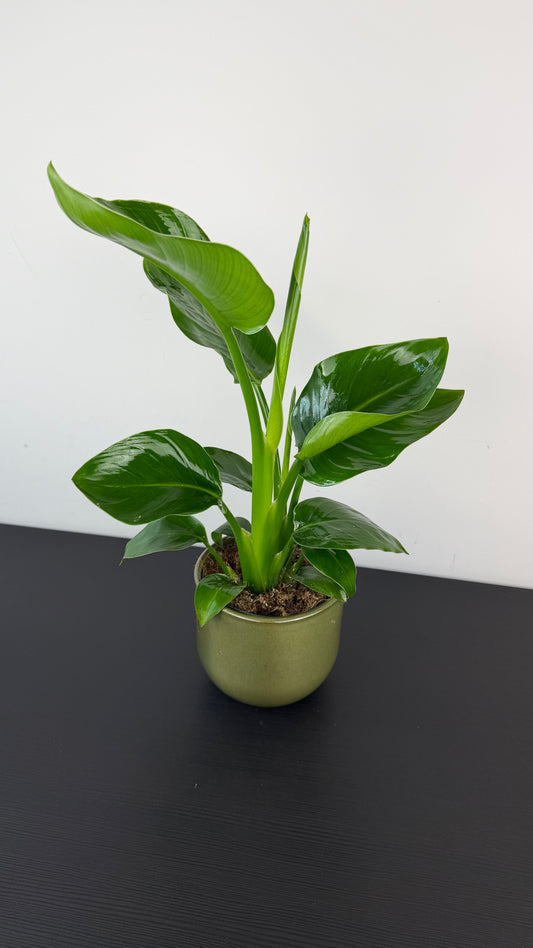 Strelitzia Nicolai