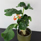 Jatropha Podagrica