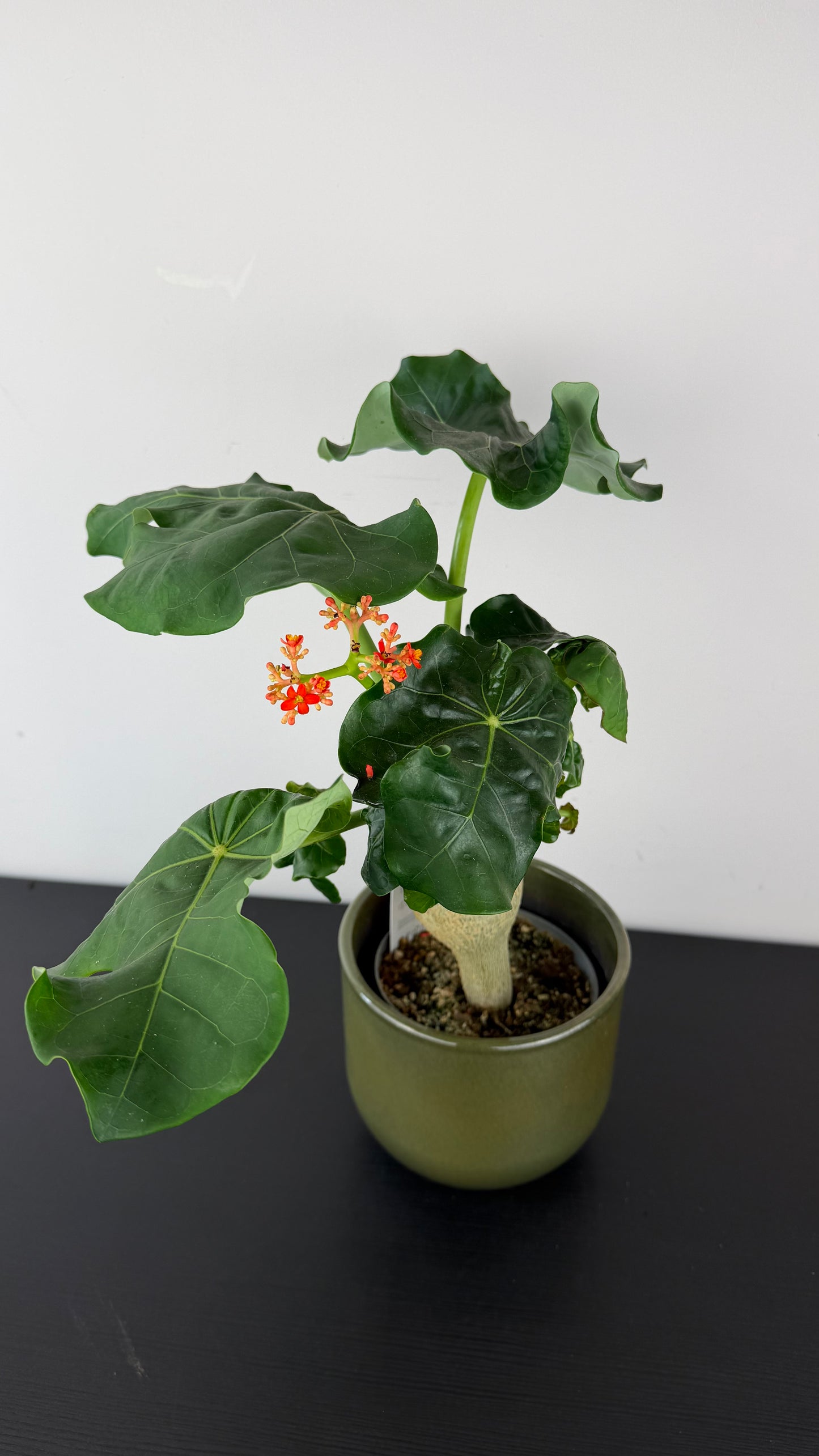 Jatropha Podagrica