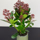 Skimmia Rubella