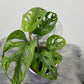 Monstera Adansonii mint