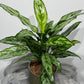 Aglaonema Laurel Green