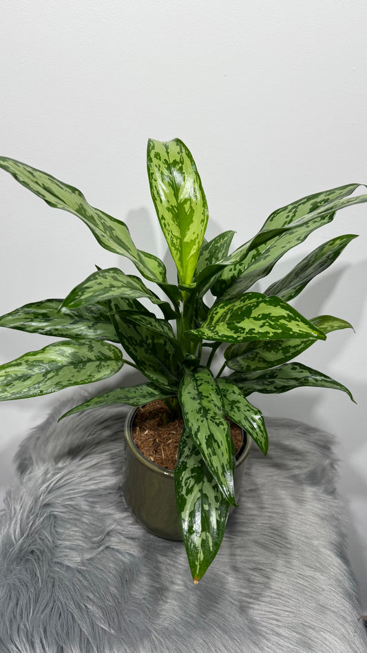 Aglaonema Laurel Green
