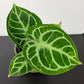 Anthurium crystallinum 'Silver Blush'