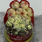 Euphorbia Meloformis Variegata
