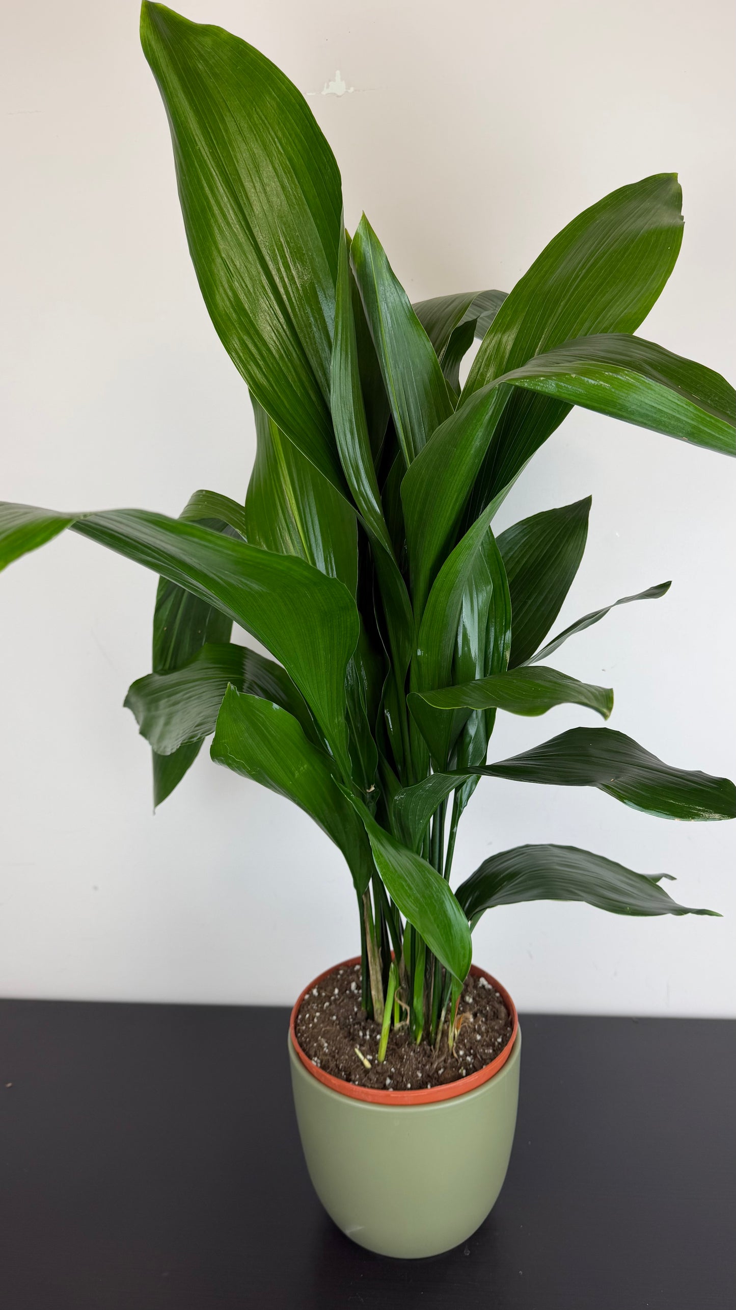 Aspidistra elatior