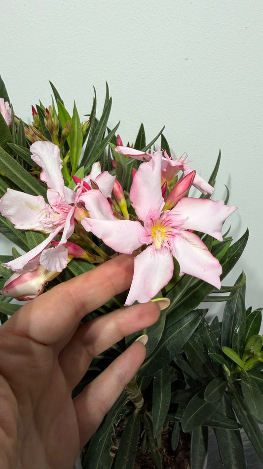 Oleander