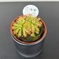 Drosera Aliciae