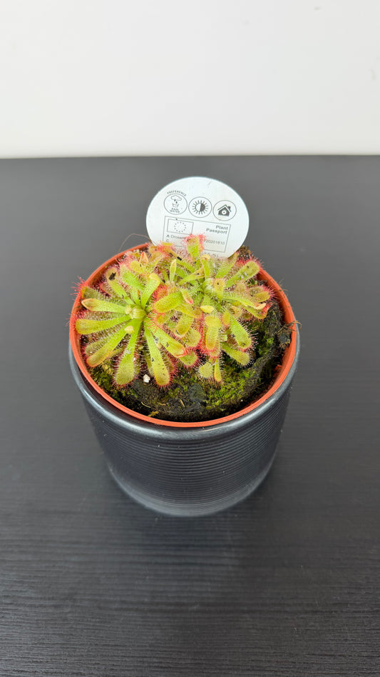 Drosera Aliciae