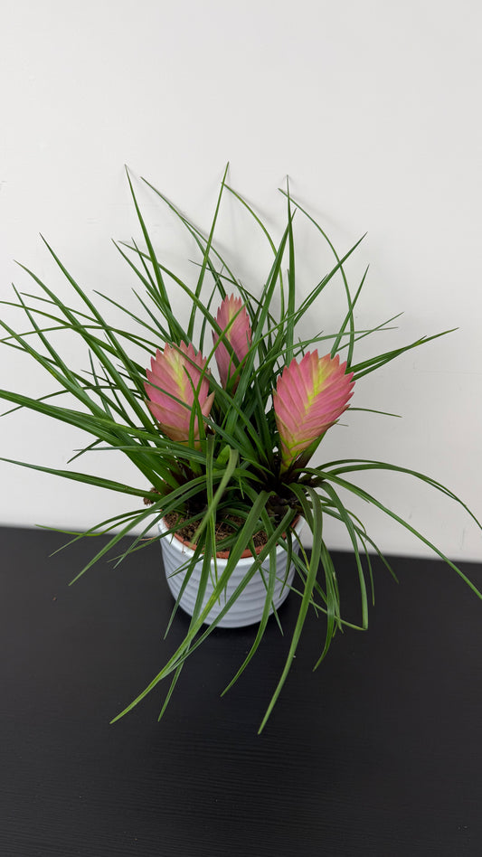 Tillandsia Anita