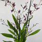 Oncidium Katerina Zoch