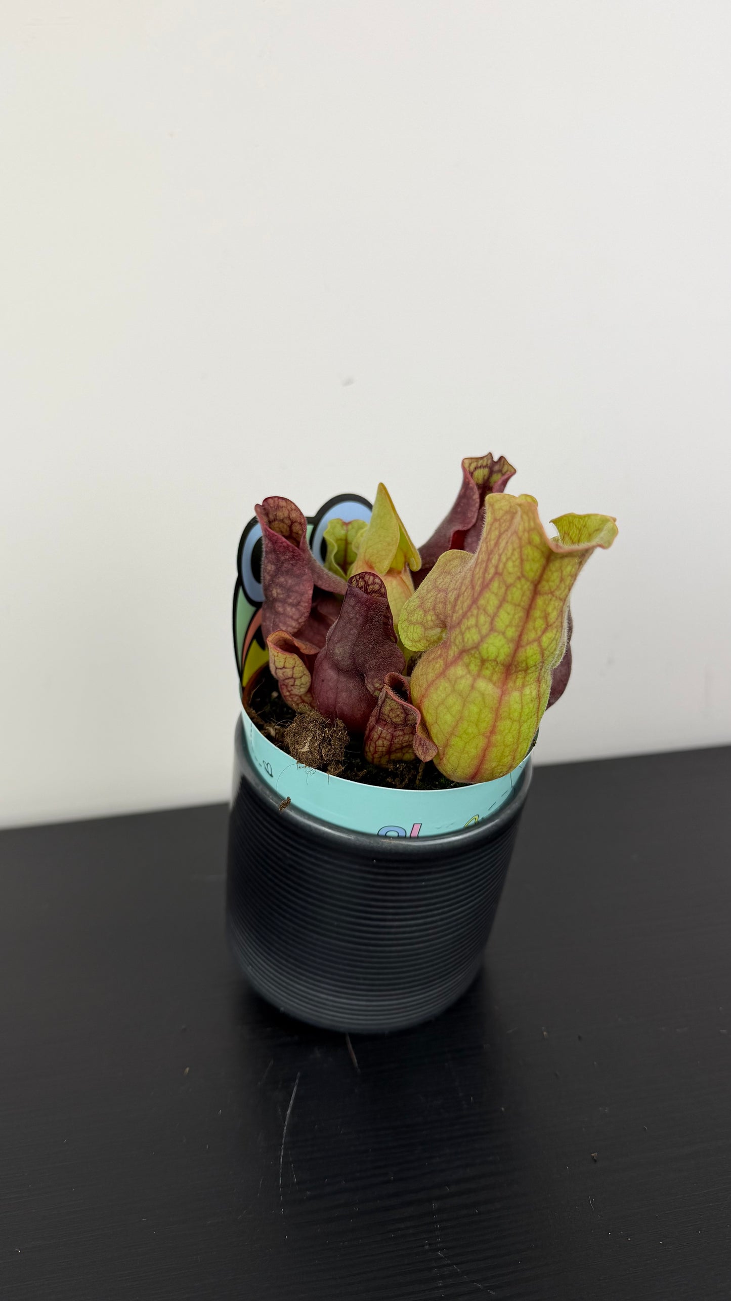 Sarracenia 3