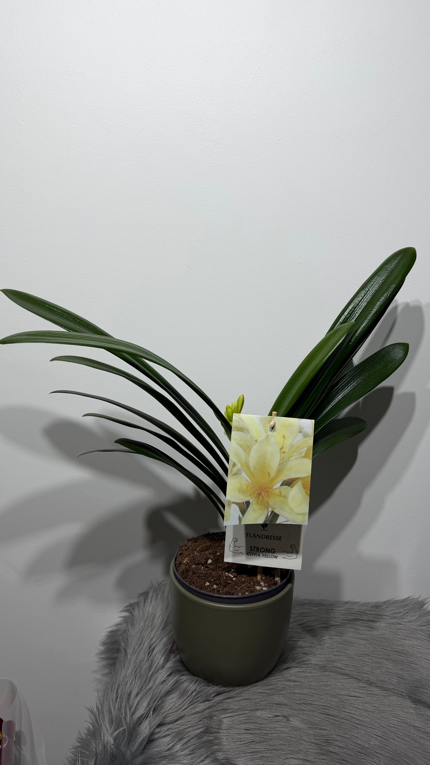 Clivia Yellow