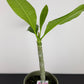 Plumeria Rubra Hawaiian
