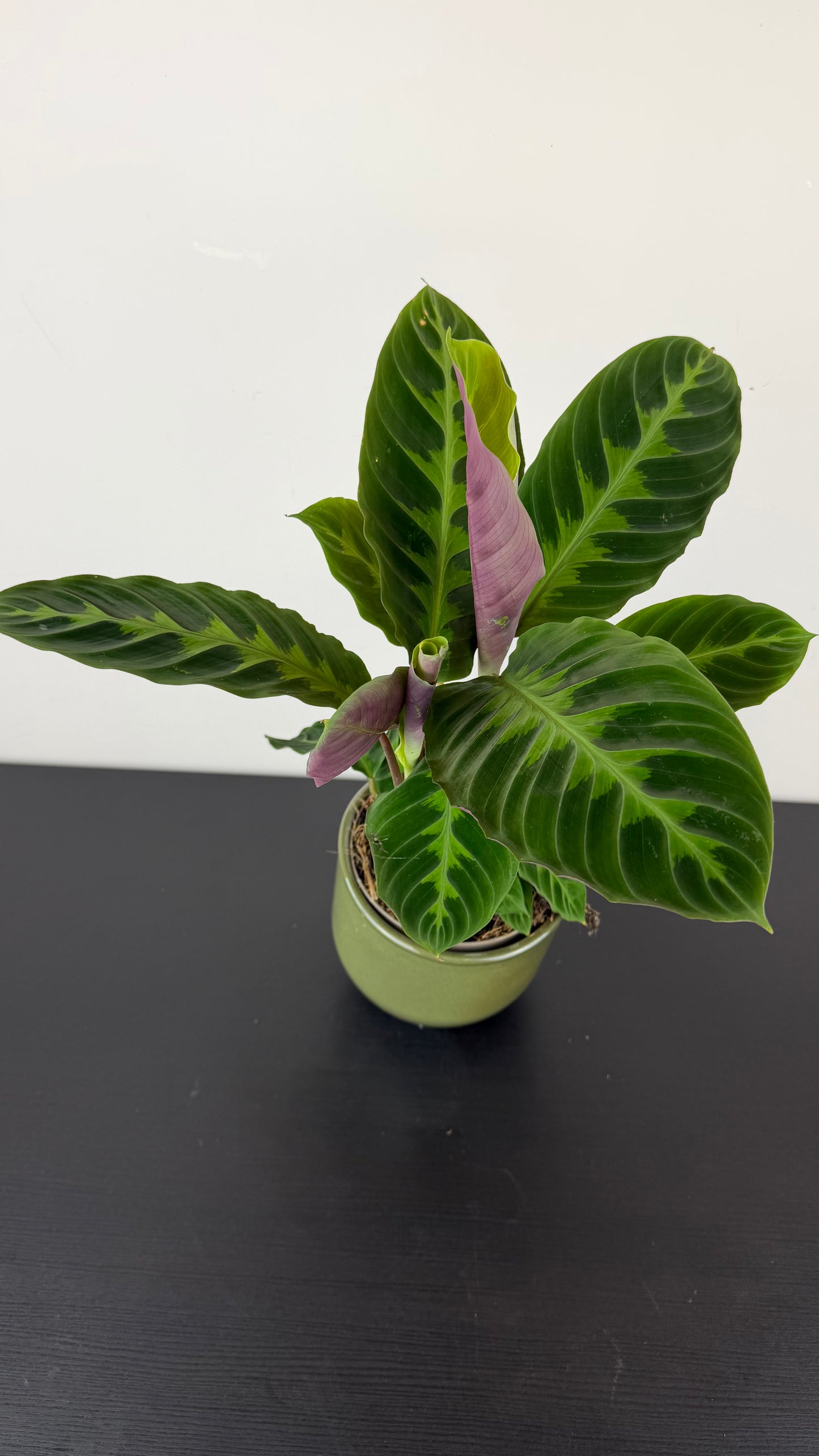 Calathea 1
