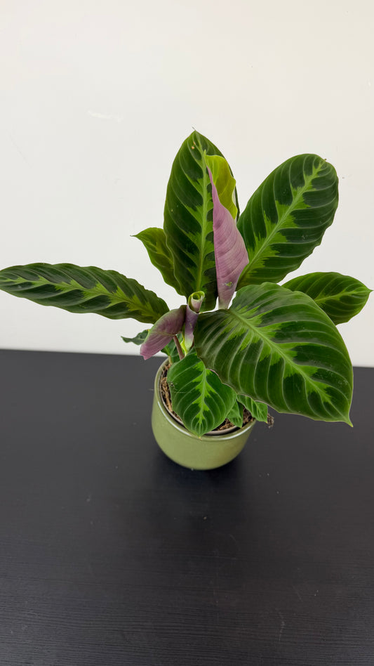 Calathea 1