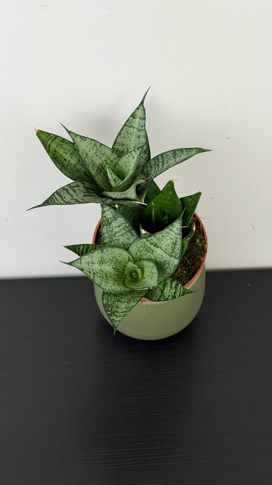 Sansevieria Ehrendel