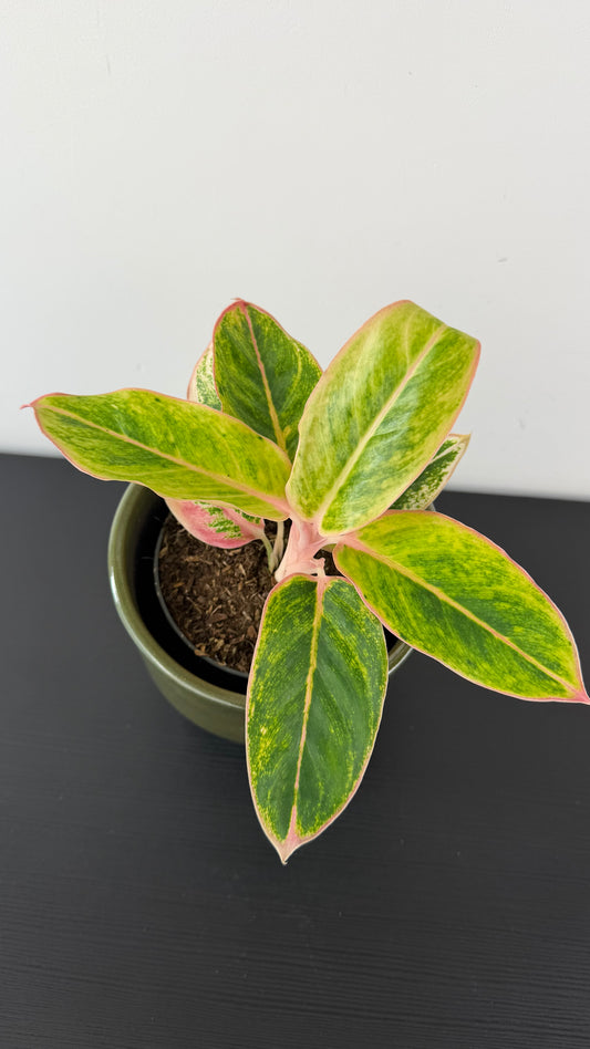Aglaonema 13