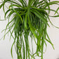 Lepismium Bolivianum