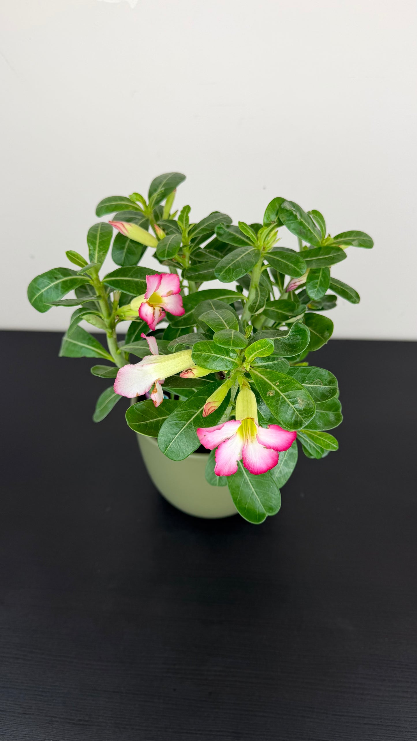 Adenium obesum Pink Star